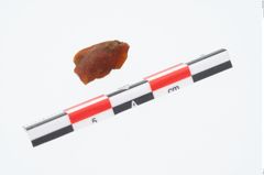 Foto von Bernsteinfragment (NHMW-PRAE-023665)
